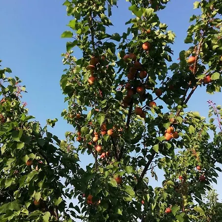 Etno Park Avlija Glusci Hotel