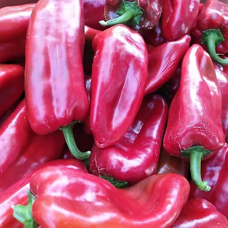 Etno Park Avlija Glusci Hotel *